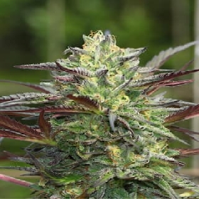 G.S. Cookies > Humboldt Seed Company